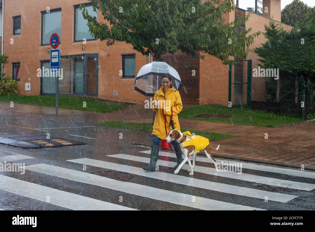 Donna sorridente in giacca gialla e stivali di gomma con ombrello che si  muove sulla strada attraverso crosswalk tenendo puntatore inglese sul  guinzaglio rosso sotto la pioggia Foto stock - Alamy