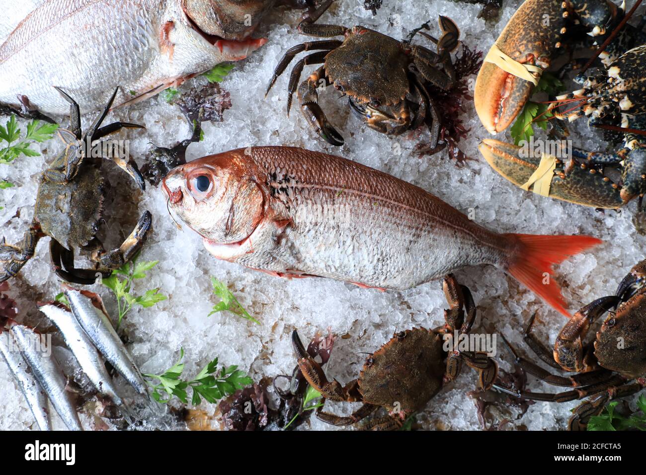 Pesce grande con coda rossa su cubetti di ghiaccio Foto Stock