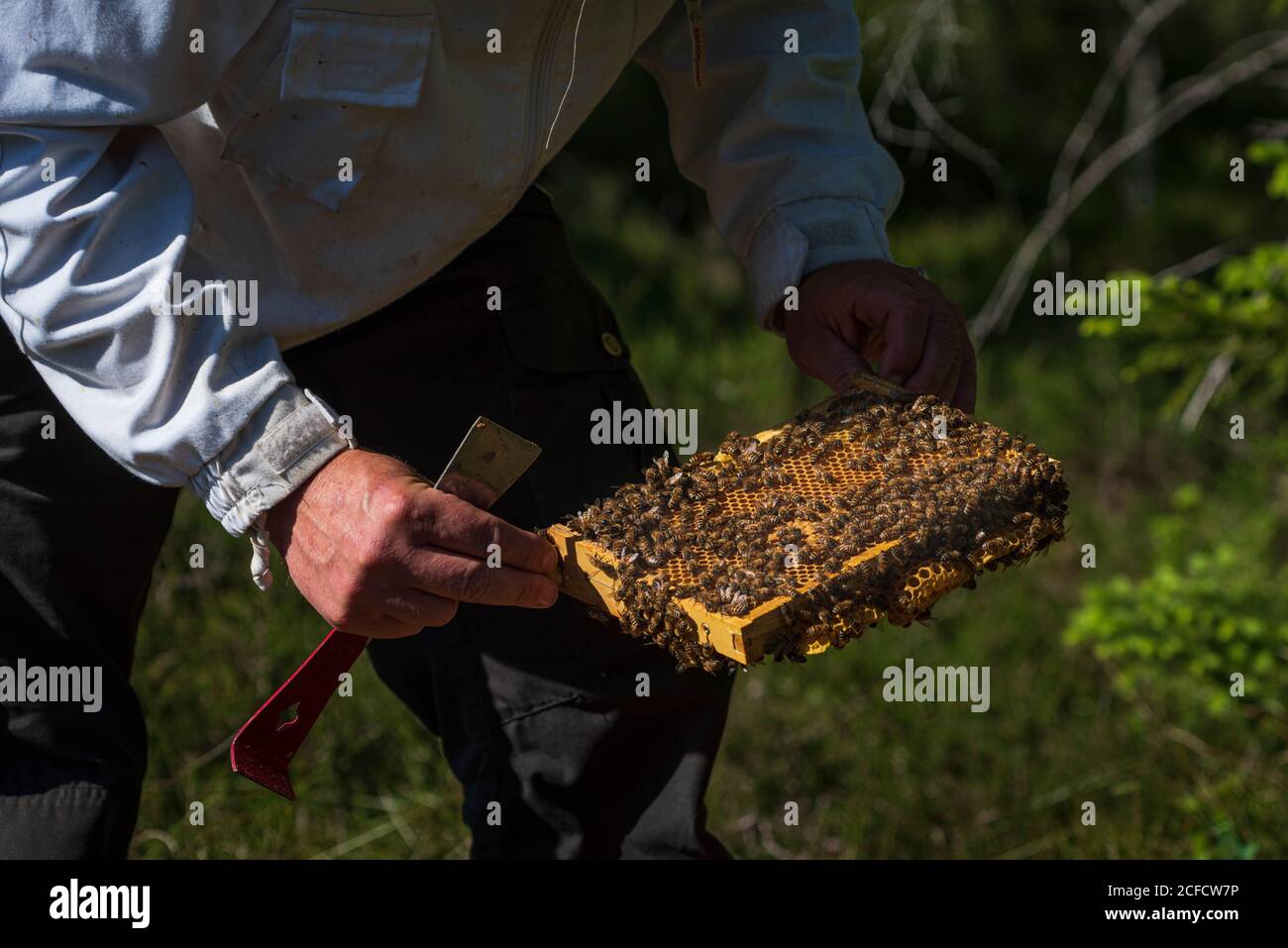 Un apicoltura ai margini della foresta: La vita quotidiana di un apicoltore. Lo scalpello a stick con dispositivo di sollevamento a nido d'ape è uno degli strumenti più necessari in Foto Stock