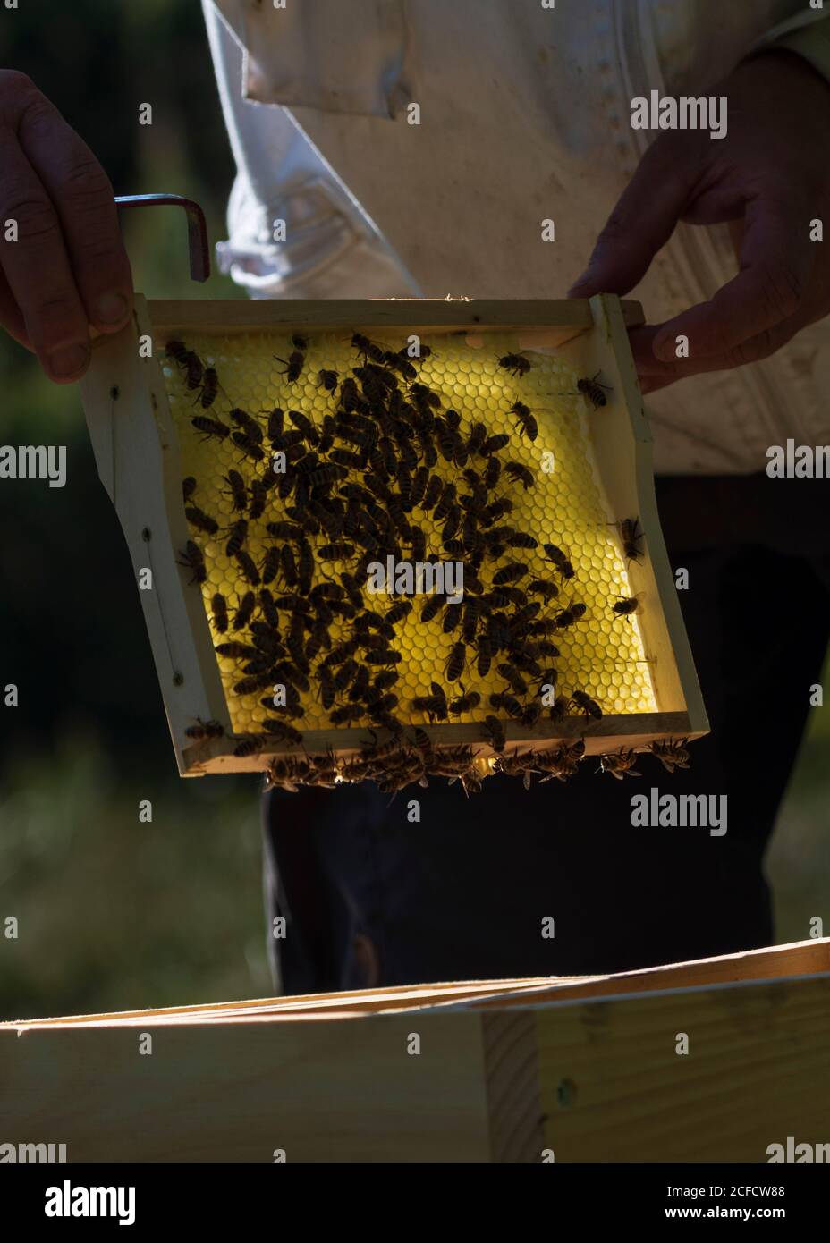 Un apicoltura ai margini della foresta: La vita quotidiana di un apicoltore. Lo scalpello a stick con dispositivo di sollevamento a nido d'ape è uno degli strumenti più necessari in Foto Stock