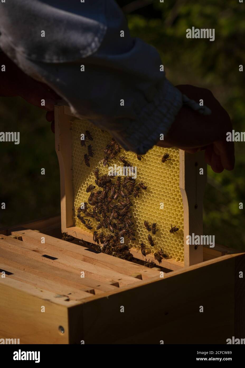 Un apicoltura ai margini della foresta: La vita quotidiana di un apicoltore. Apicoltori ispezionare il nido d'ape. Foto Stock