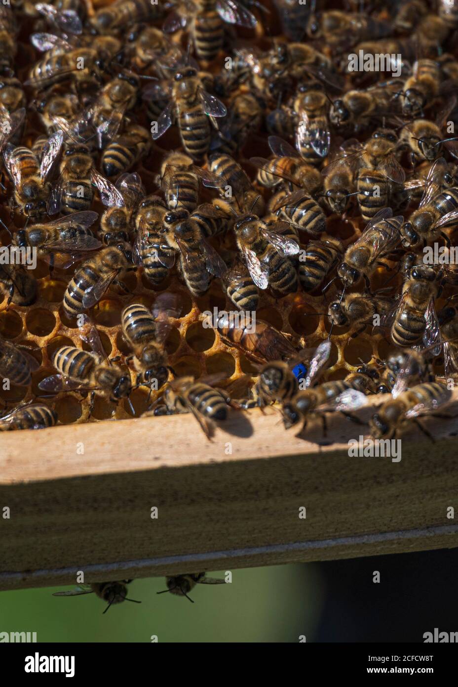 Un apicoltura ai margini della foresta: La vita quotidiana di un apicoltore. Colonia di api sul nido d'ape; la regina è chiaramente riconoscibile con l'anno Foto Stock