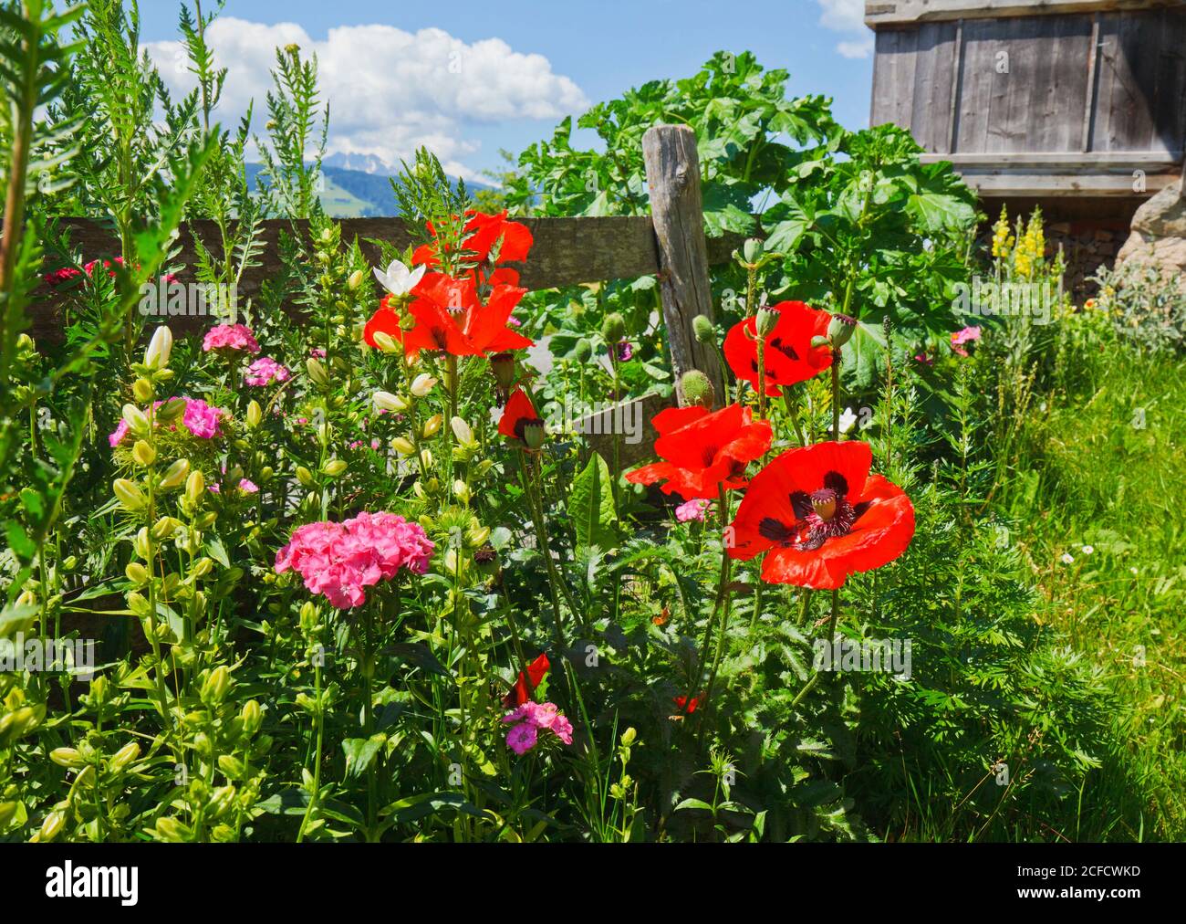 Papavero di mais (Papaver rhoeas) nel giardino cottage Foto Stock