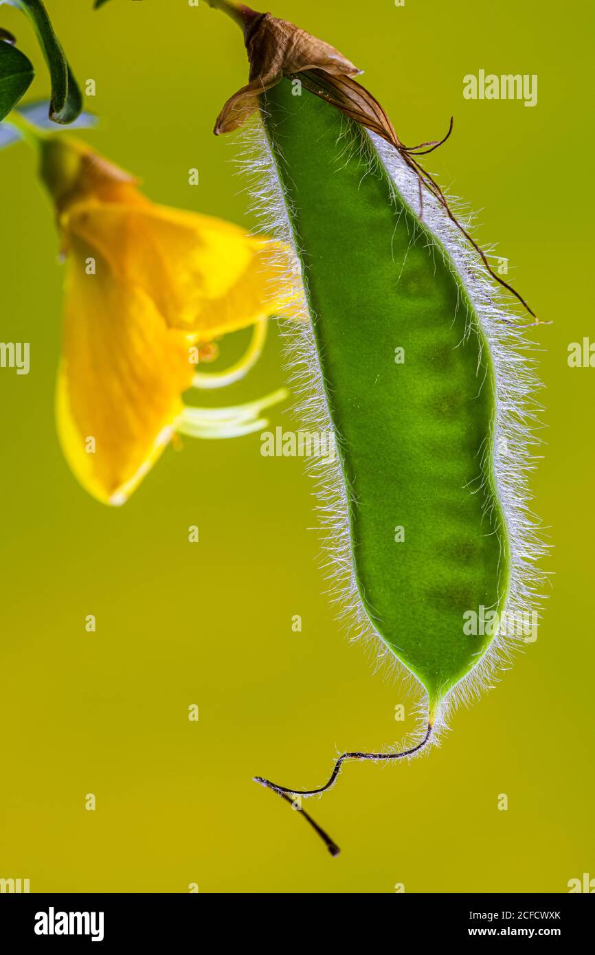 Scopa, legume, frutta immatura, primo piano Foto Stock
