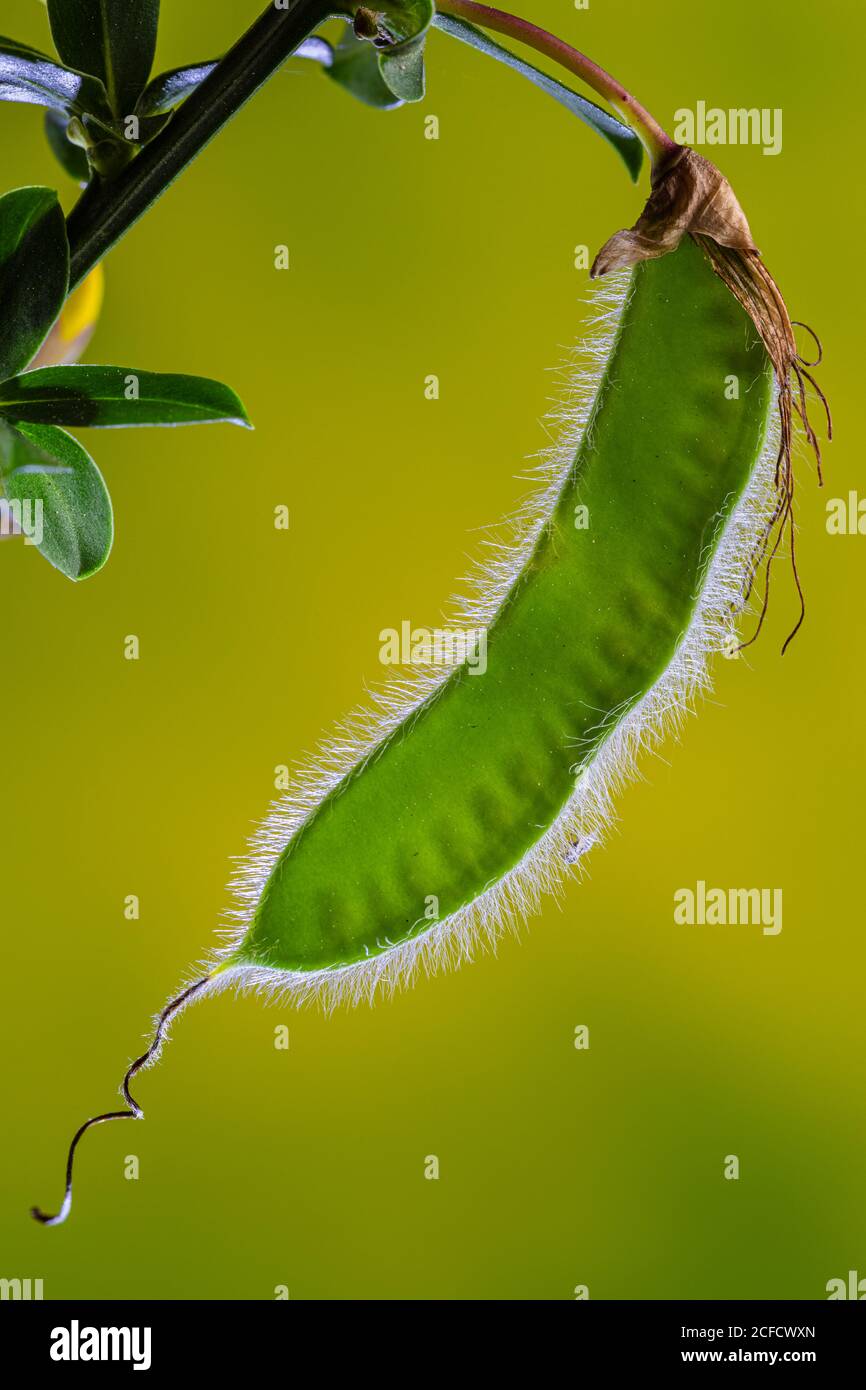 Scopa, legume, frutta immatura, primo piano Foto Stock