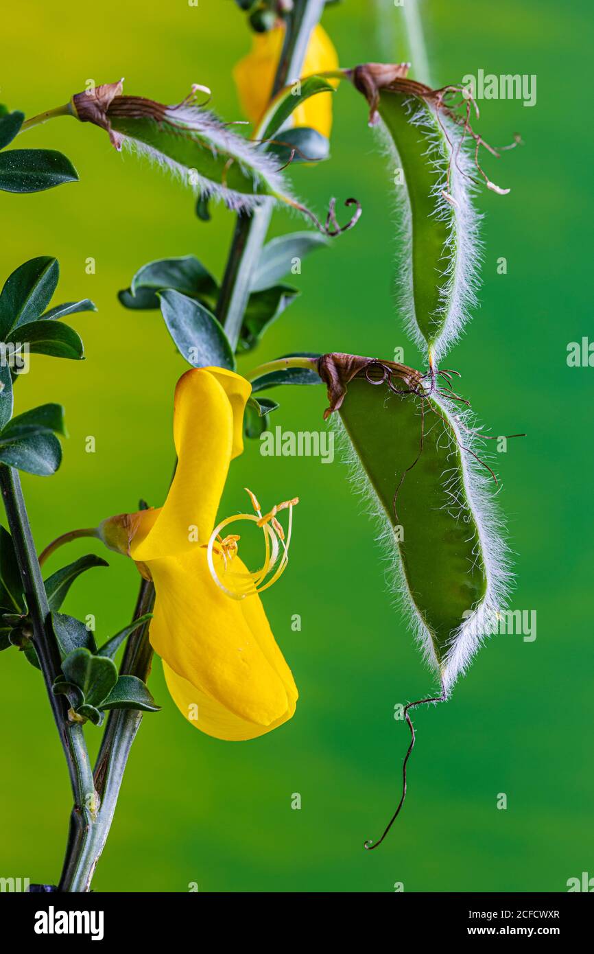 Scopa, legume, frutta immatura, primo piano Foto Stock