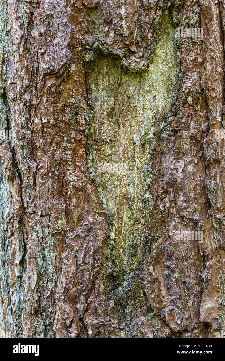 Tronco di albero, corteccia di albero nella forma di cuore Foto Stock