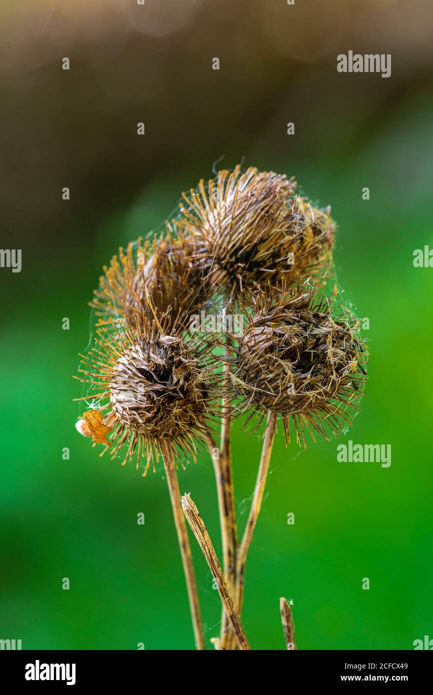 Pianta essiccata dall'anno scorso con ragnatela Foto Stock