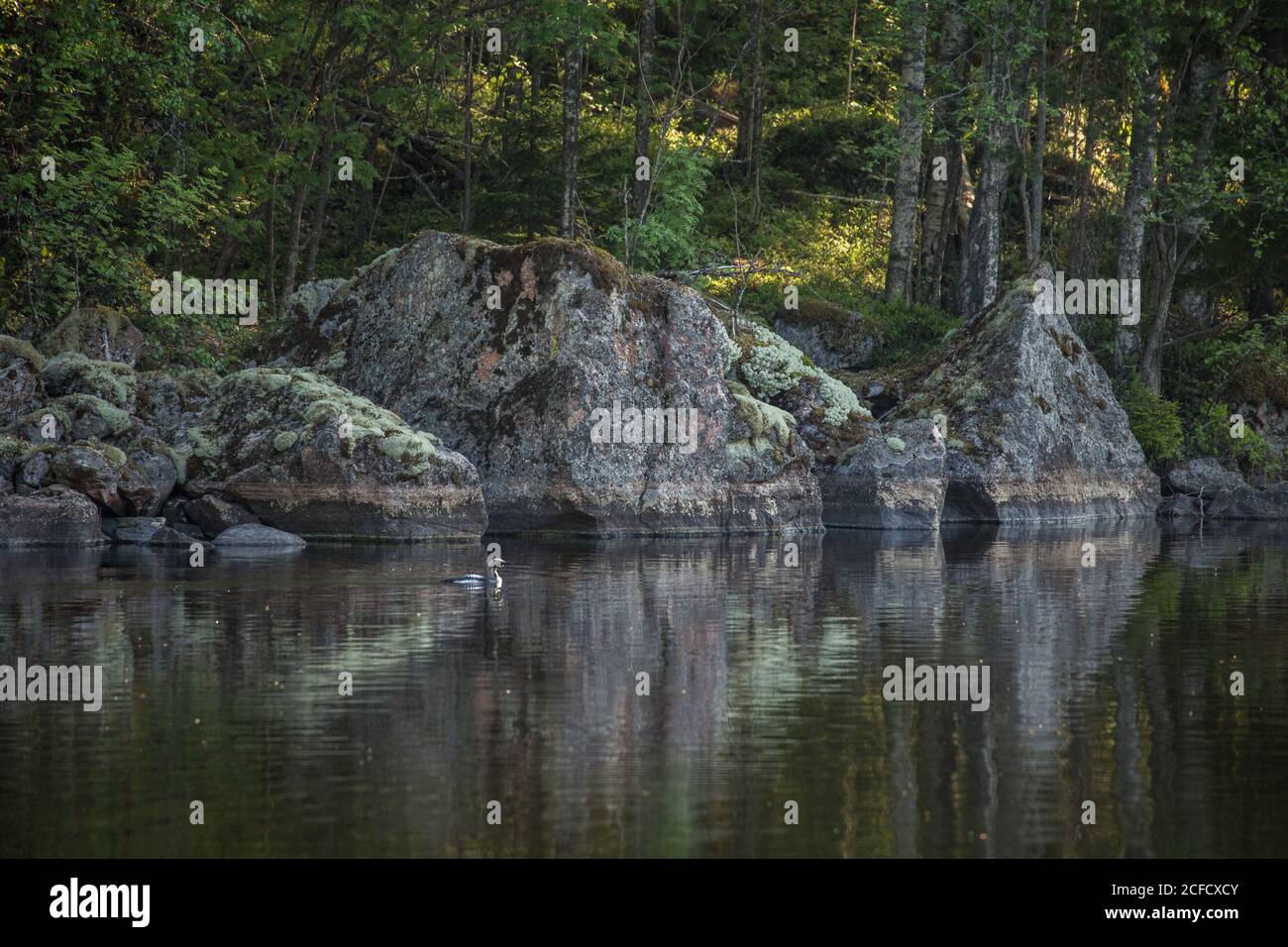 il loon dalla gola nera (Gavia arctica) nuota vicino alla riva del lago, in Finlandia Foto Stock