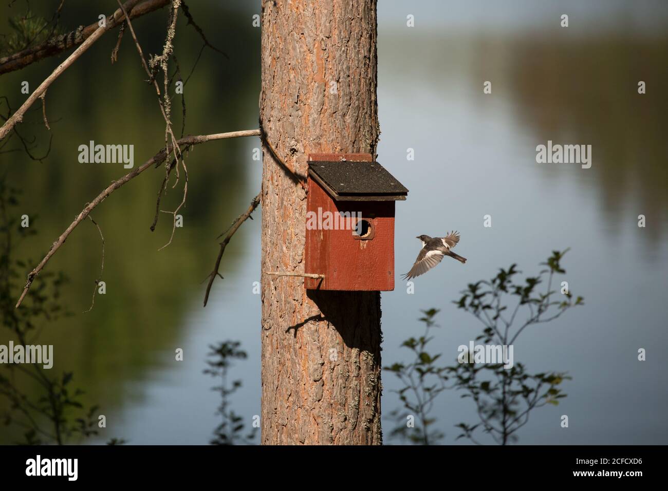 Flycatcher europeo a pied (Ficidula hypoleuca), Finlandia Foto Stock