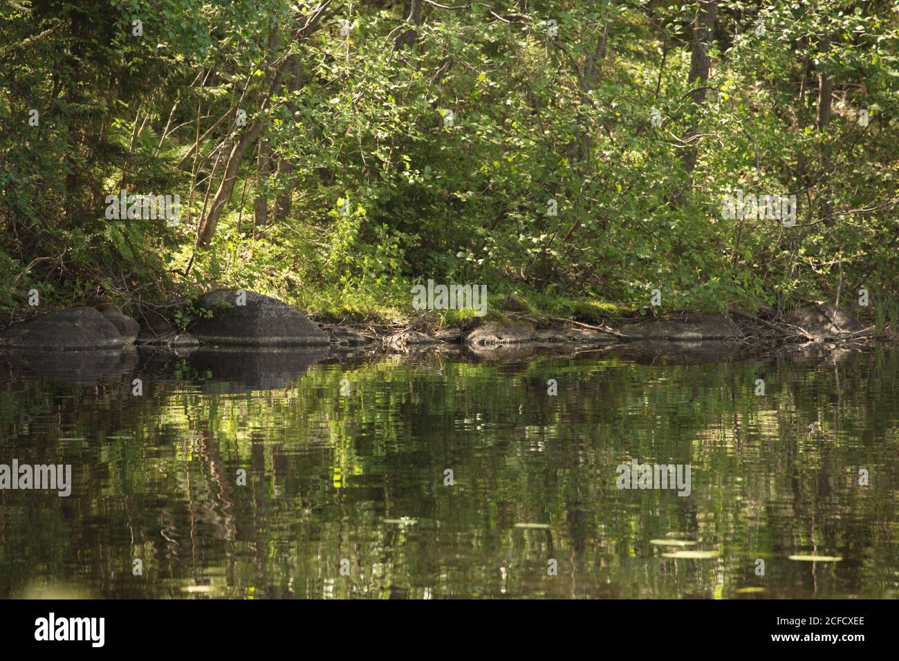 Estate verde foresta riflessione sulla superficie del lago, Finlandia Foto Stock