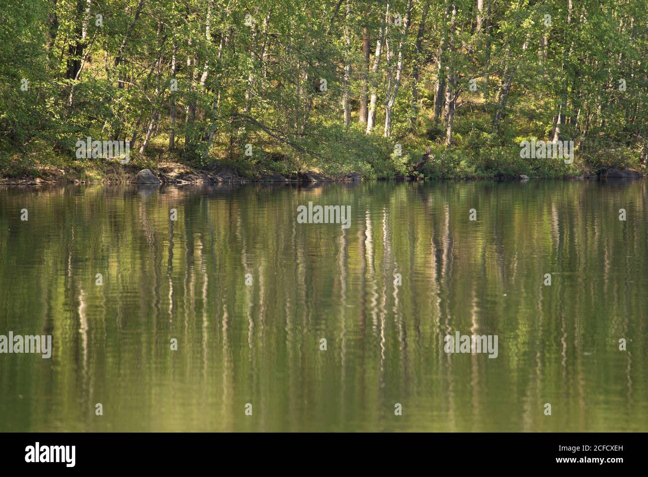 Betulla albero riflessione sulla superficie del lago, scenario estivo, Finlandia Foto Stock