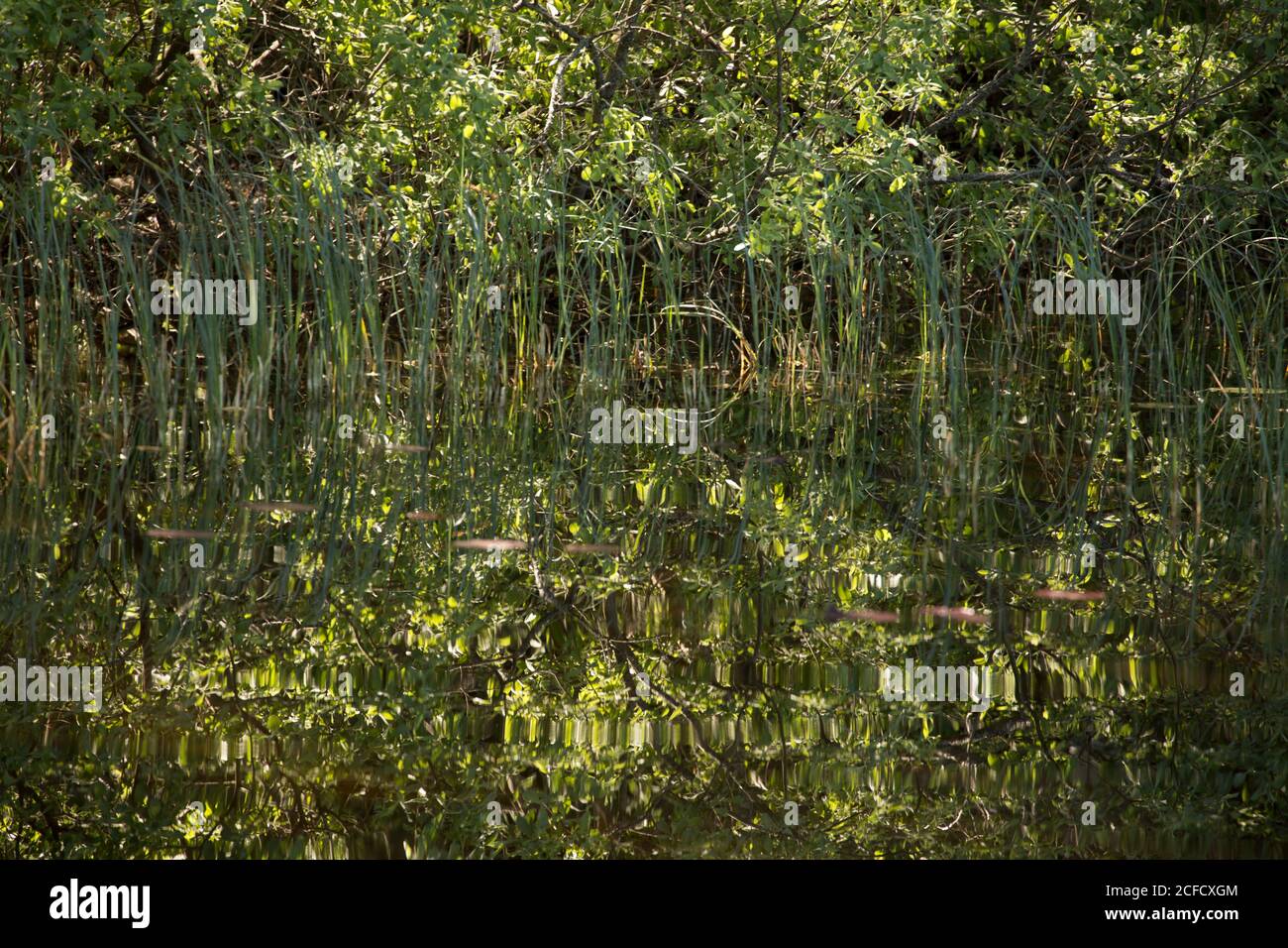 Riflessione di piante verdi diverse sulla superficie del lago, Finlandia Foto Stock