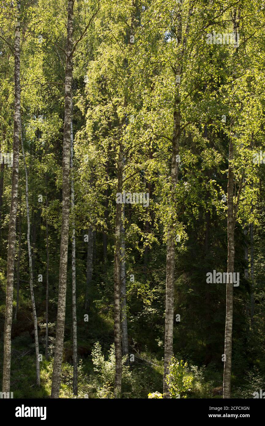 Alberi di betulla contro la foresta scura, scenario estivo Foto Stock