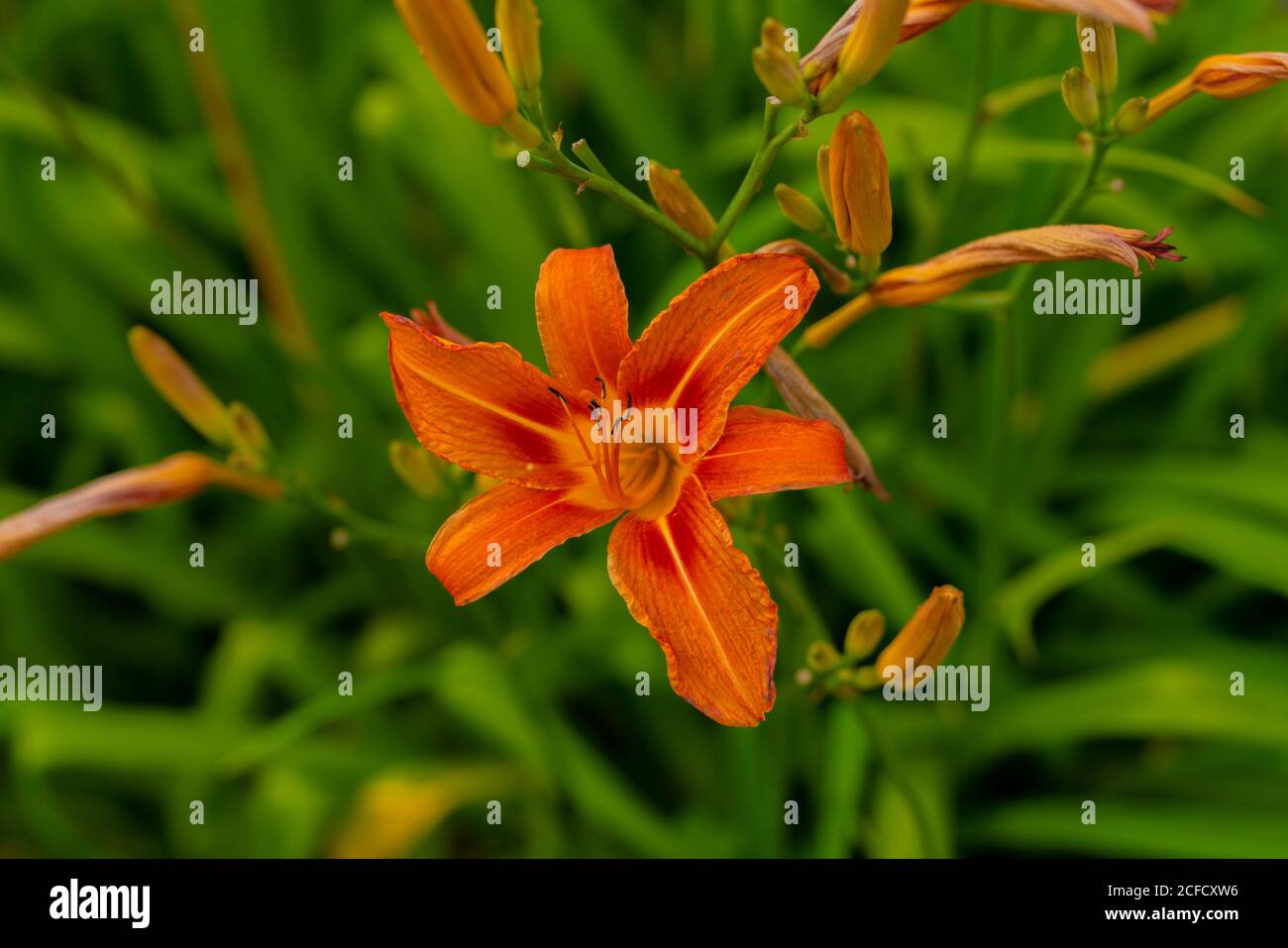 In estate fioriscono i gigli arancioni Foto Stock