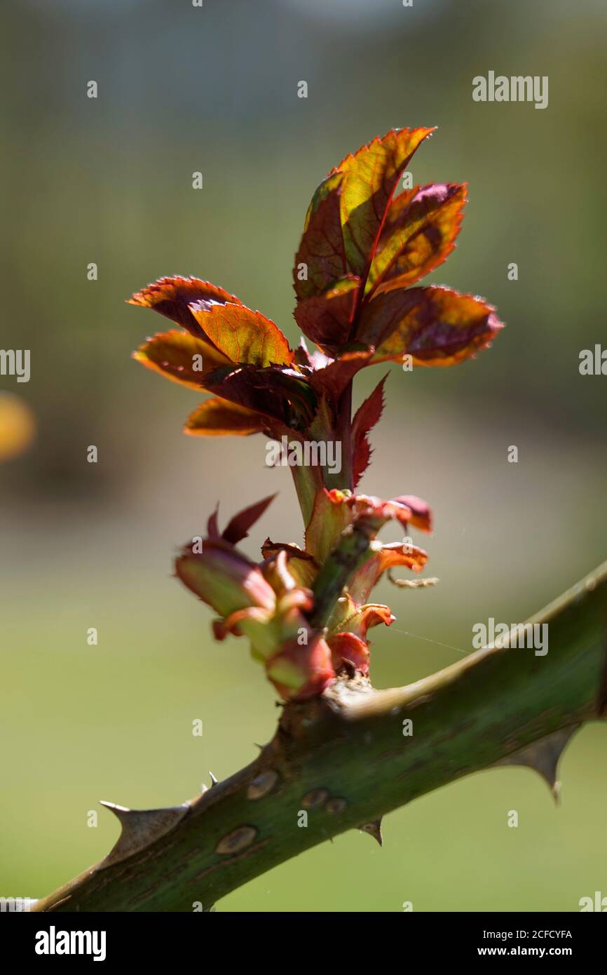 Germania, Baviera, Rose, Zweig, primo scatto in primavera, risveglio primaverile, dettaglio Foto Stock