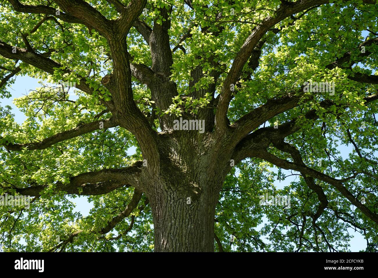 Germania, Baviera, alta Baviera, distretto di Altötting, quercia, primavera, cime degli alberi, succursali, dettaglio Foto Stock