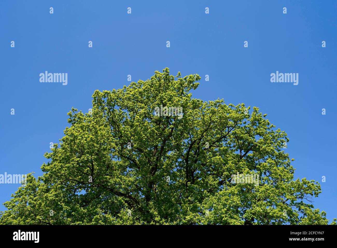 Germania, Baviera, alta Baviera, distretto di Altötting, quercia, cima albero, semicerchio, primavera, cielo blu, dettaglio Foto Stock