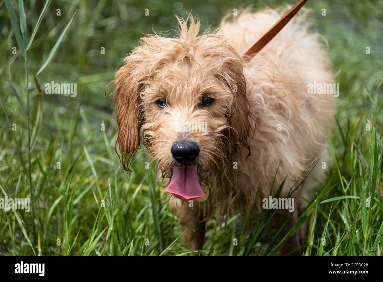 Giovane cane, Mini Goldendoodle, miscela di Golden Retriever e poodle giocattolo Foto Stock