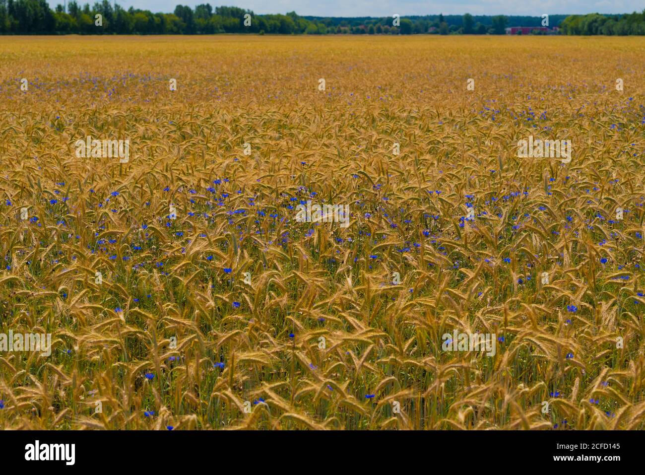 Campo di grano in estate con fiori di mais blu Foto Stock