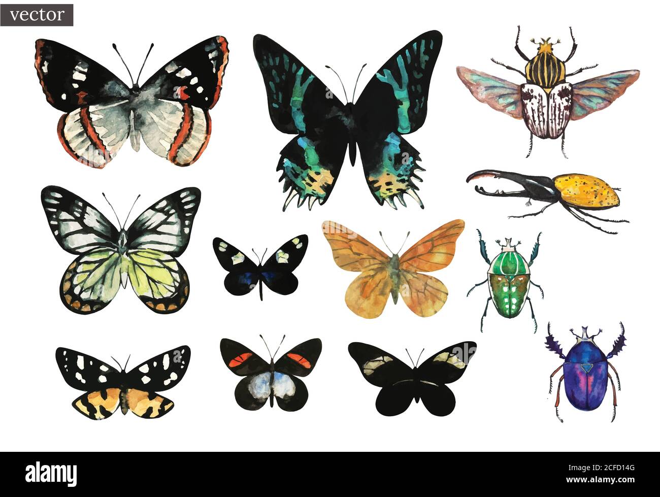 Acquerello colorato vettore insieme di farfalle tropicali esotiche e di coleotteri. Illustrazione Vettoriale