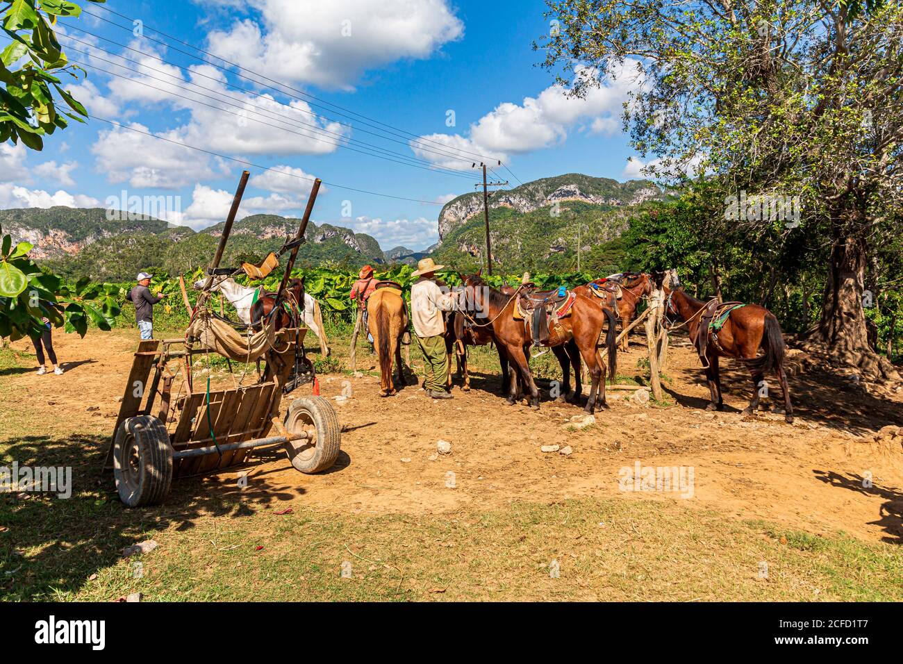 Paddock nella Valle dei Vinales, provincia di Pinar del Rio, Cuba Foto Stock