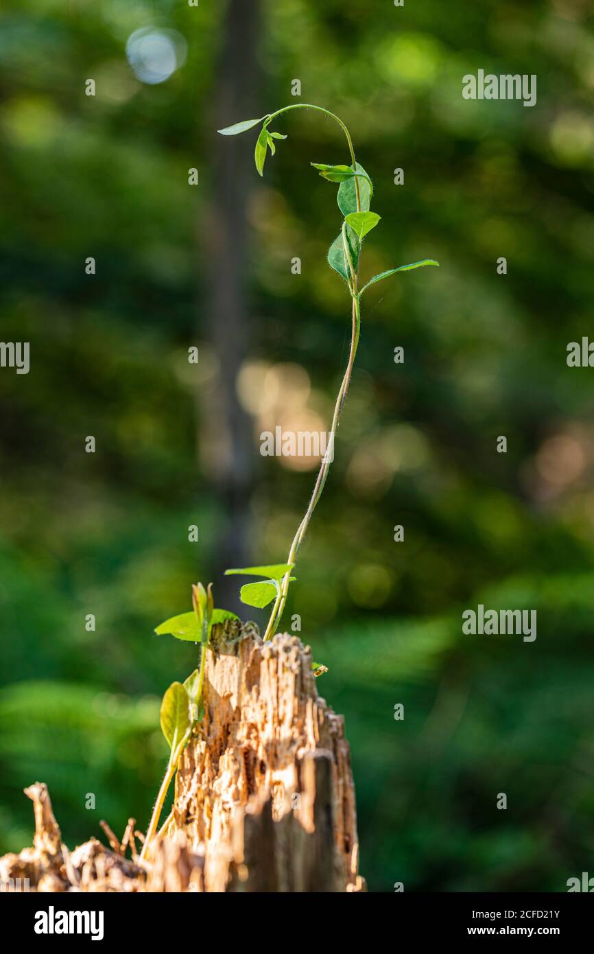 Pianta germogli su un palo di legno Foto Stock