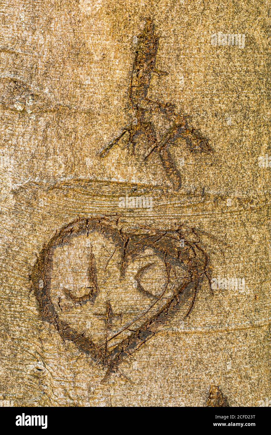Cuore e iniziali scolpite in un tronco di albero Foto Stock