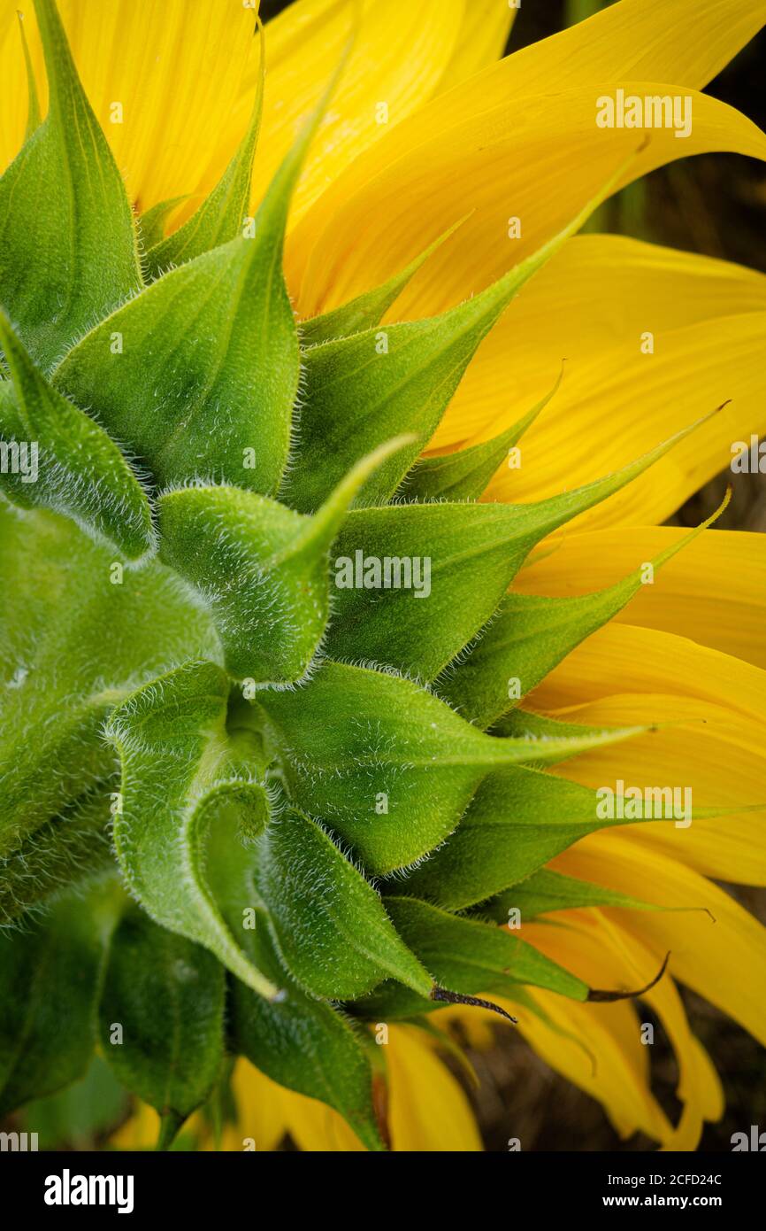 Un campo di girasoli in fiore Foto Stock