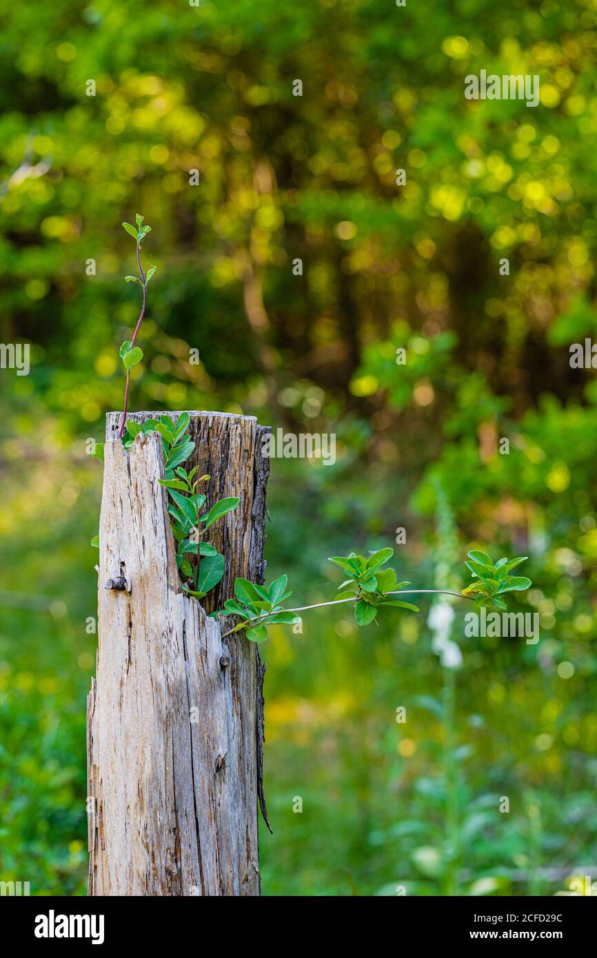 Pianta germogli su un palo di legno Foto Stock