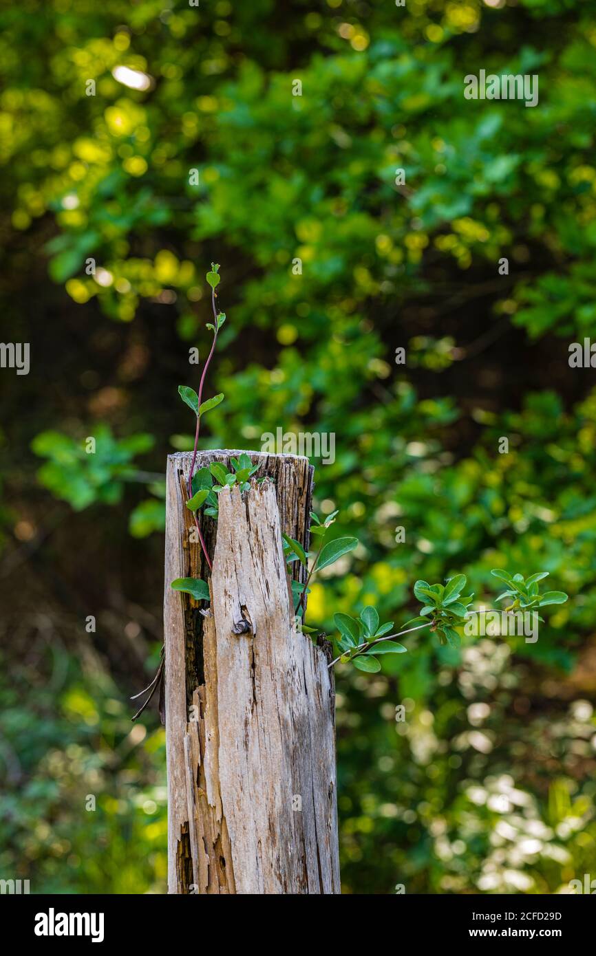 Pianta germogli su un palo di legno Foto Stock