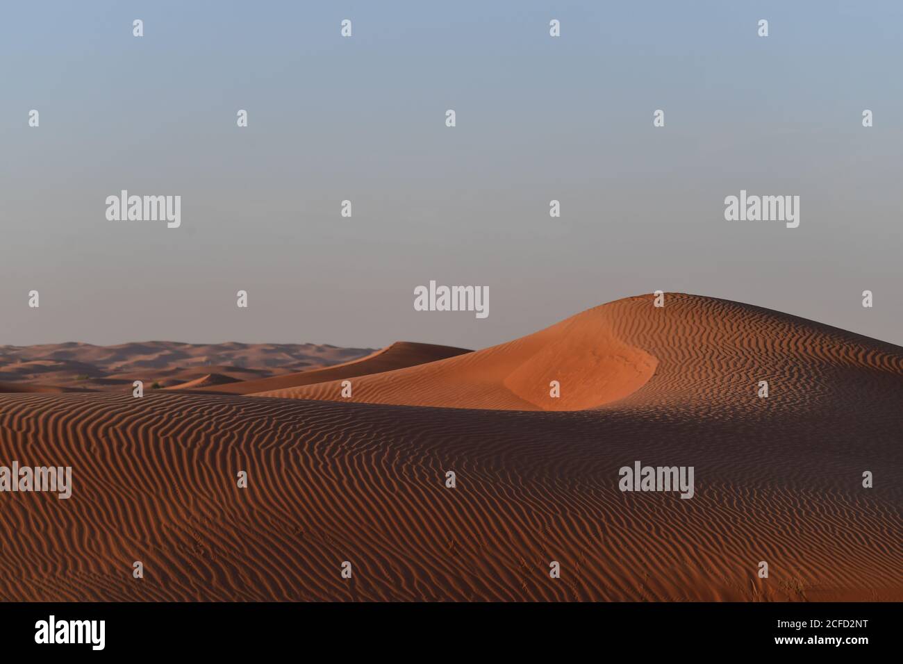 Le dune di sabbia del deserto della Penisola Araba sono contornate in forme e dimensioni diverse dai mutevoli venti dei paesaggi desertici. Foto Stock