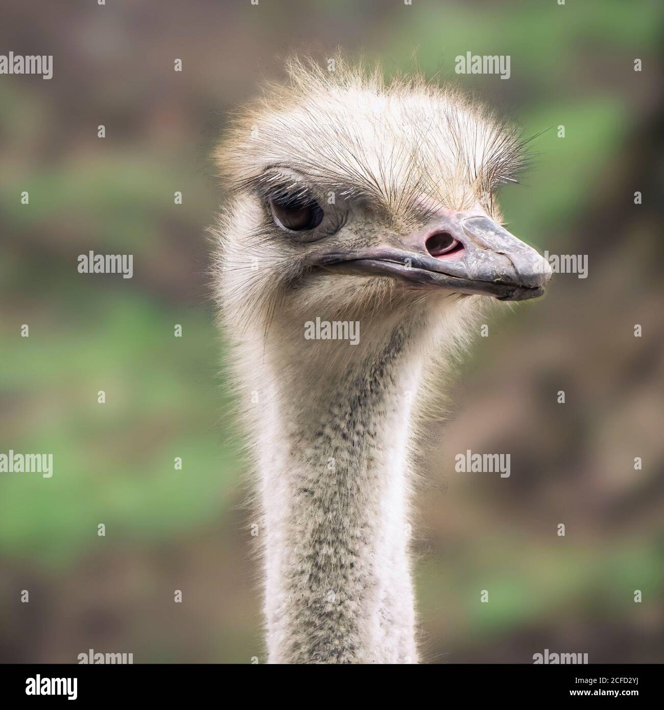 Faccia felice Foto Stock