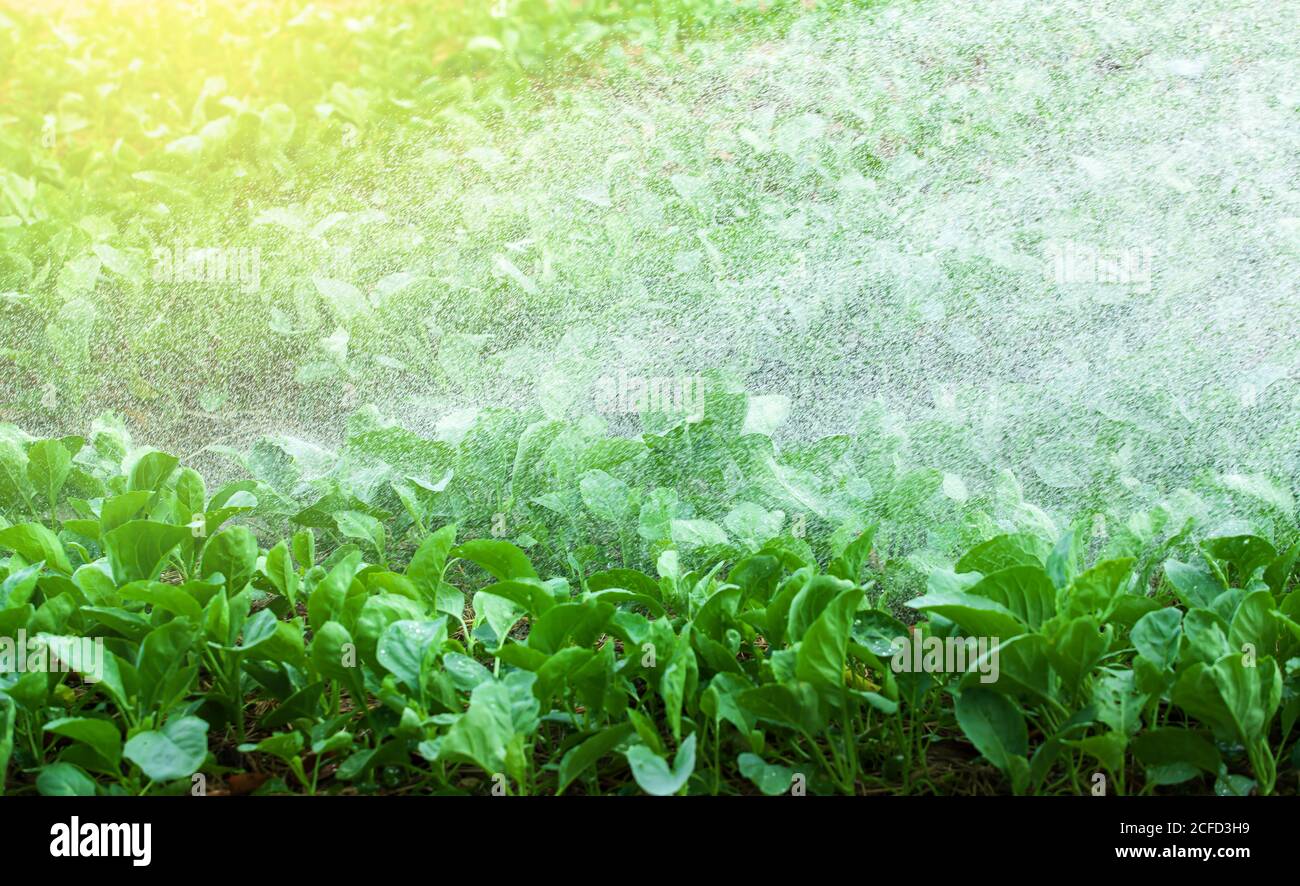 Annaffiare orto in una giornata estiva, spruzzi d'acqua dolce, foglie di Gai lan. Concetto di cultura alimentare. Concentrarsi sulle foglie verdi. Foto Stock