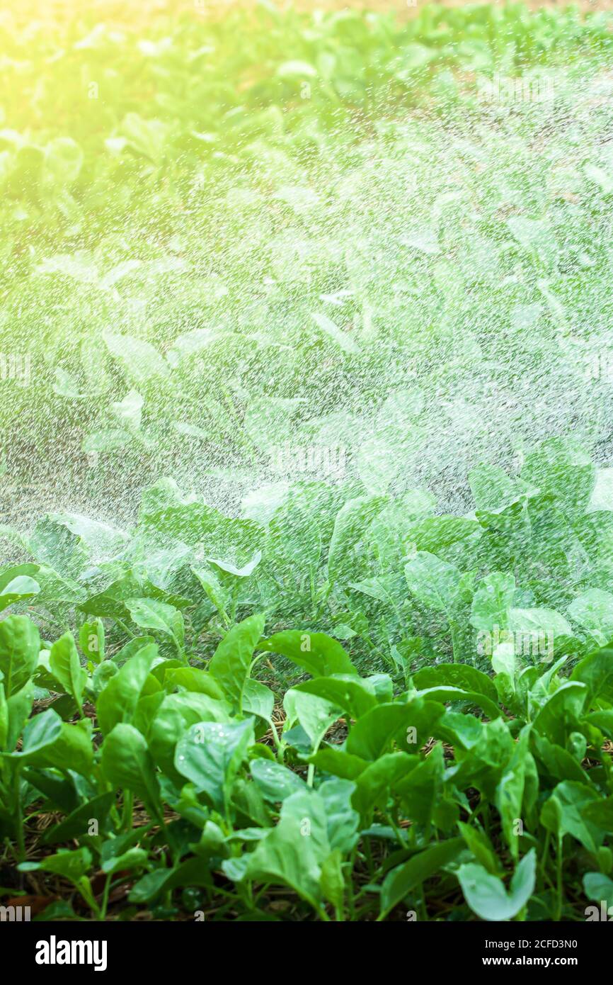 Annaffiare orto in una giornata estiva, spruzzi d'acqua dolce, foglie di Gai lan. Concetto di cultura alimentare. Concentrarsi sulle foglie verdi. Foto Stock