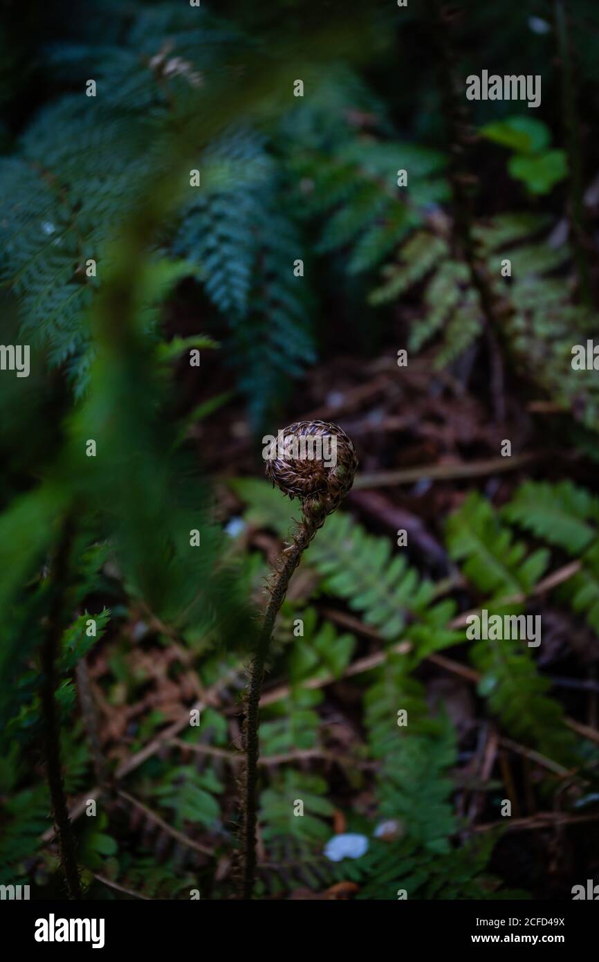 Silver Fern Koru at Woodland Walk Recreation Reserve, Hanmer Springs 7334 Foto Stock