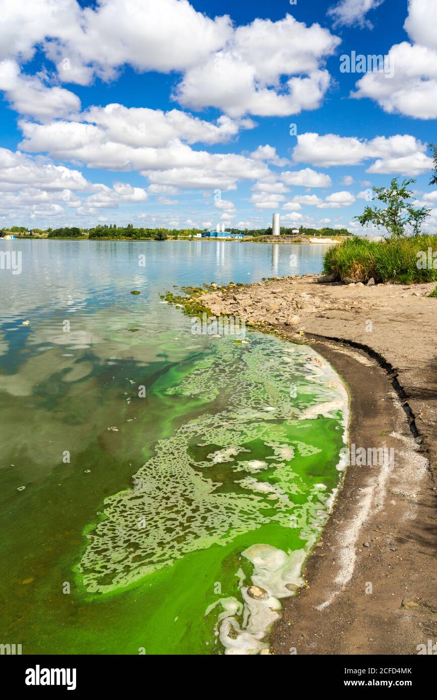 Le alghe verdi fioriscono lungo la riva del lago Minnewasta, vicino a Morden, Manitoba, Canada. Foto Stock