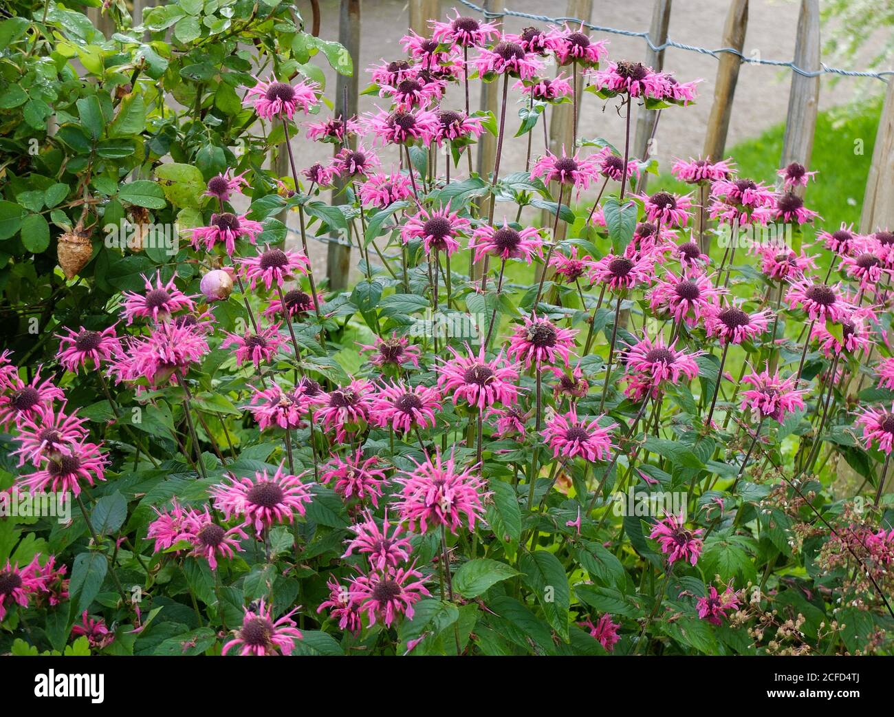 Ortica indiana (Monarda didyma) nel letto Foto Stock