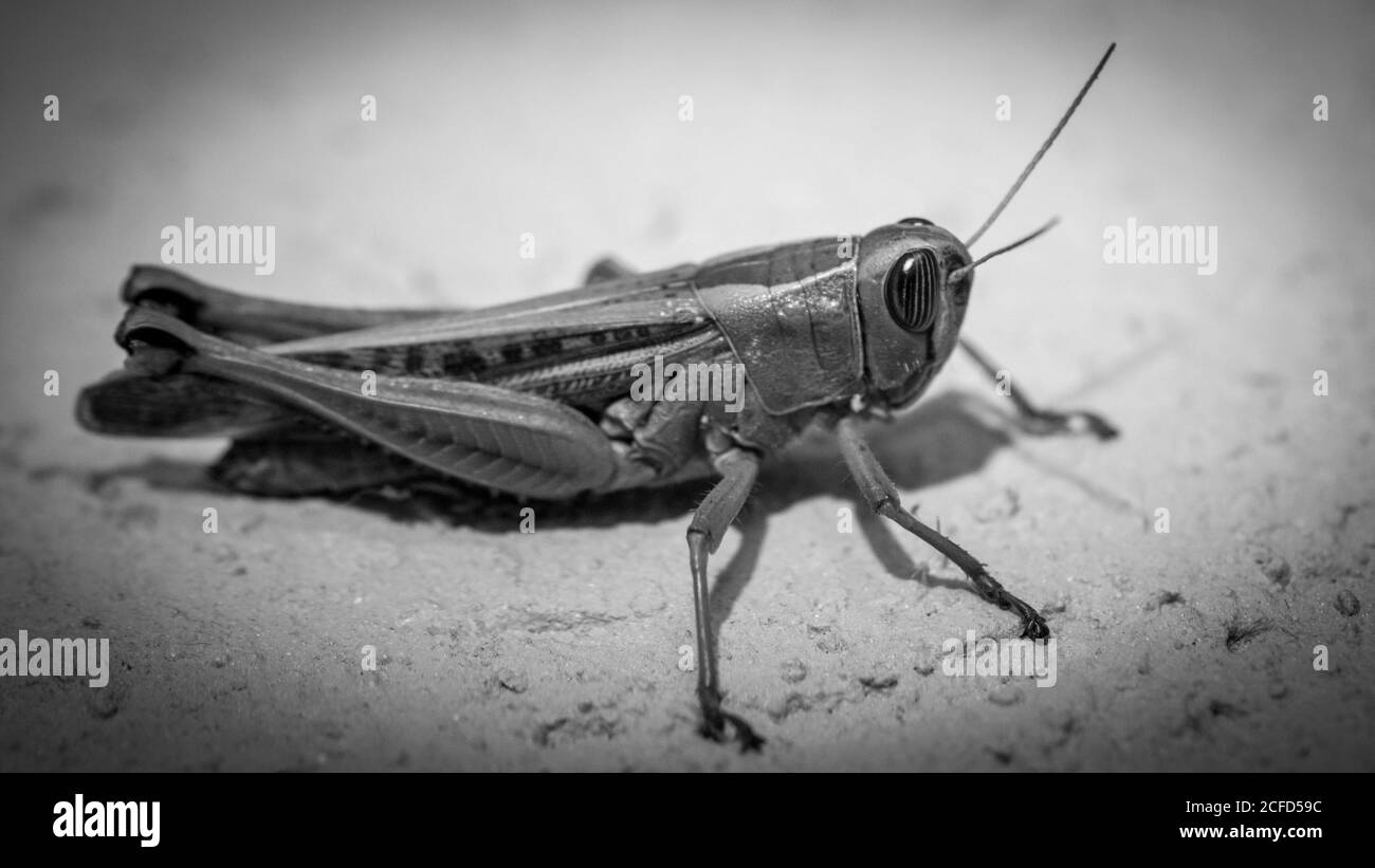 Macro isolato ravvicinata di un singolo grasshopper- Israele Foto Stock