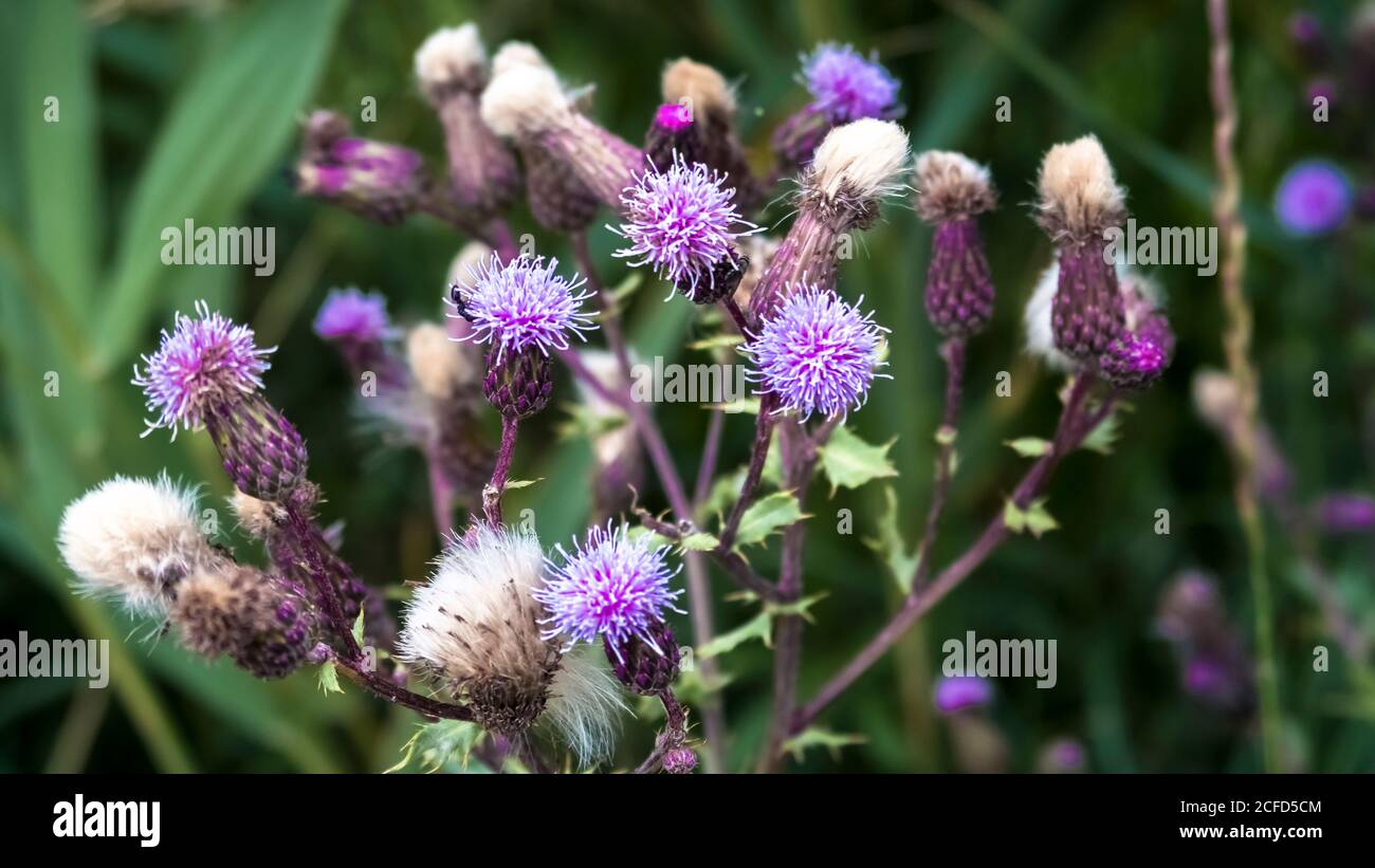 Thistle comune a Coursan in primavera. Fiore nazionale della Scozia. Foto Stock