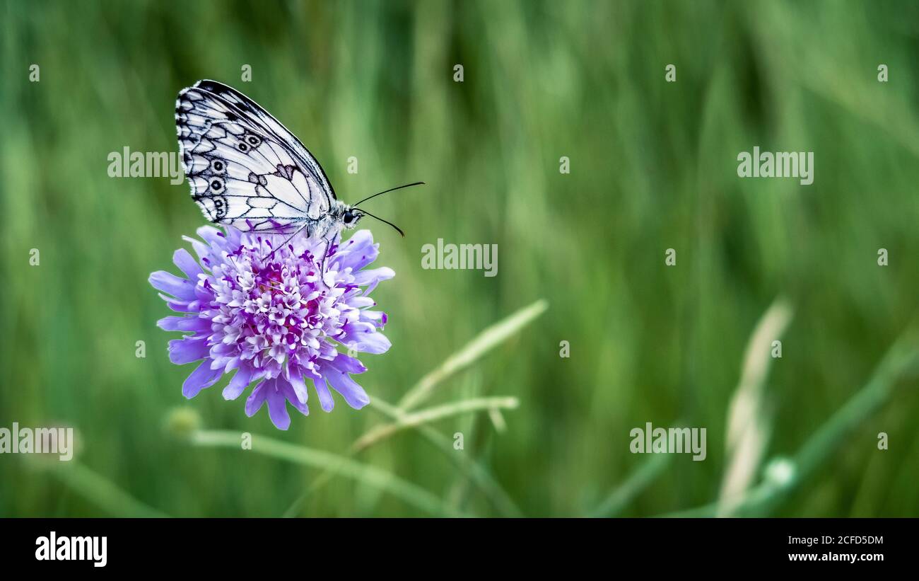 Farfalla a scacchiera su un campo vedova fiore in primavera a Coursan. Farfalla dell'anno 2019 Foto Stock