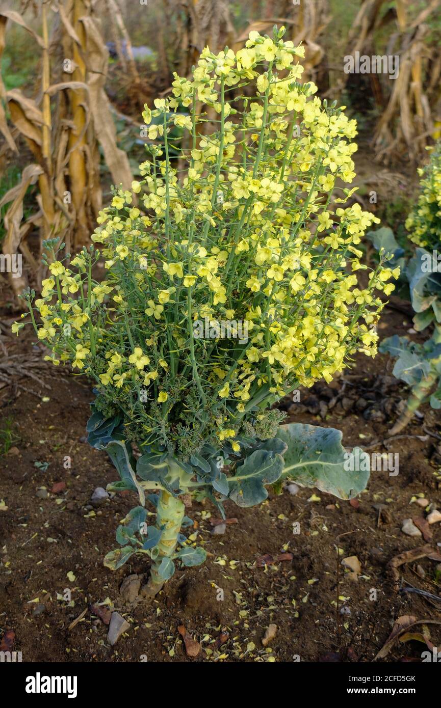 Broccoli in fiore immagini e fotografie stock ad alta risoluzione - Alamy