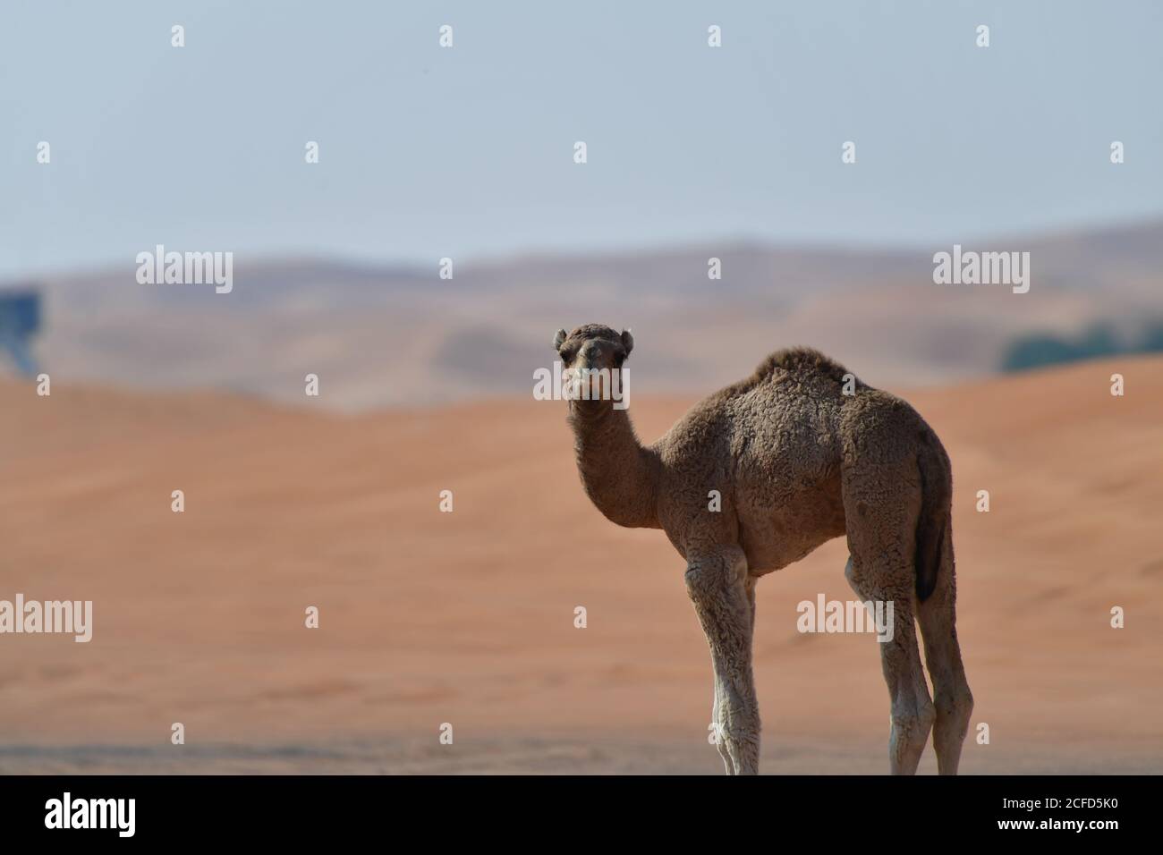 Arabian Camel Calf (dromedario) che si trova nelle aspre dune di sabbia del deserto dell'ambiente paesaggistico della Penisola Araba. Foto Stock