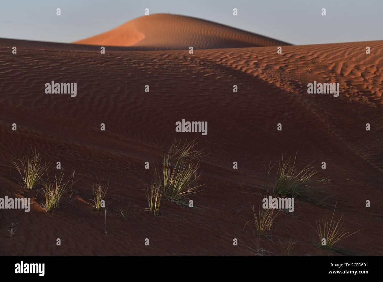 Le dune di sabbia del deserto della Penisola Araba sono contornate in forme e dimensioni diverse dai mutevoli venti dei paesaggi desertici. Foto Stock