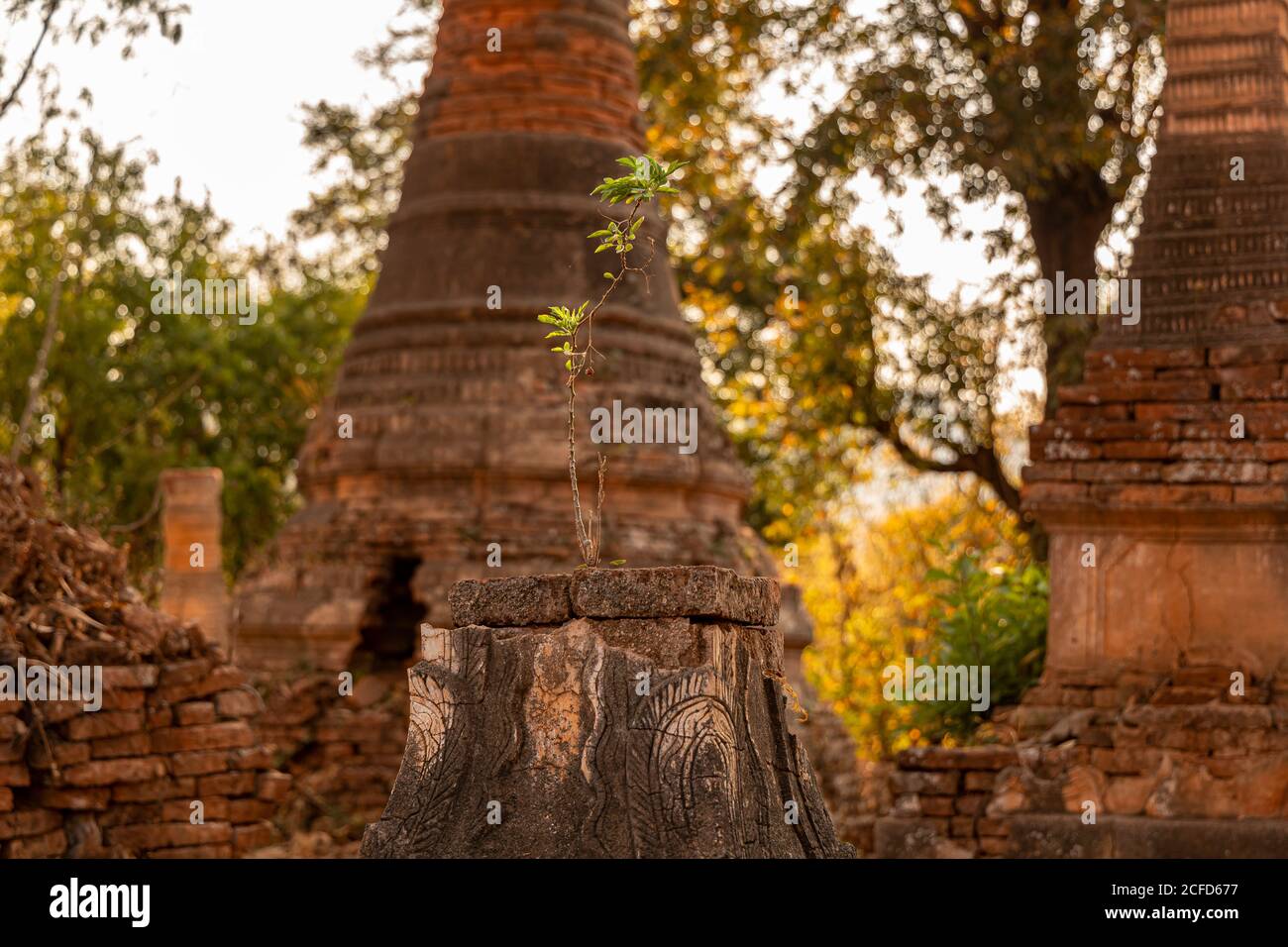 Il nuovo albero cresce dalla vecchia rovina di stupa a 'Nyaung Ohak' nella luce serale al Lago Inle, Nyaung Shwe, Myanmar Foto Stock