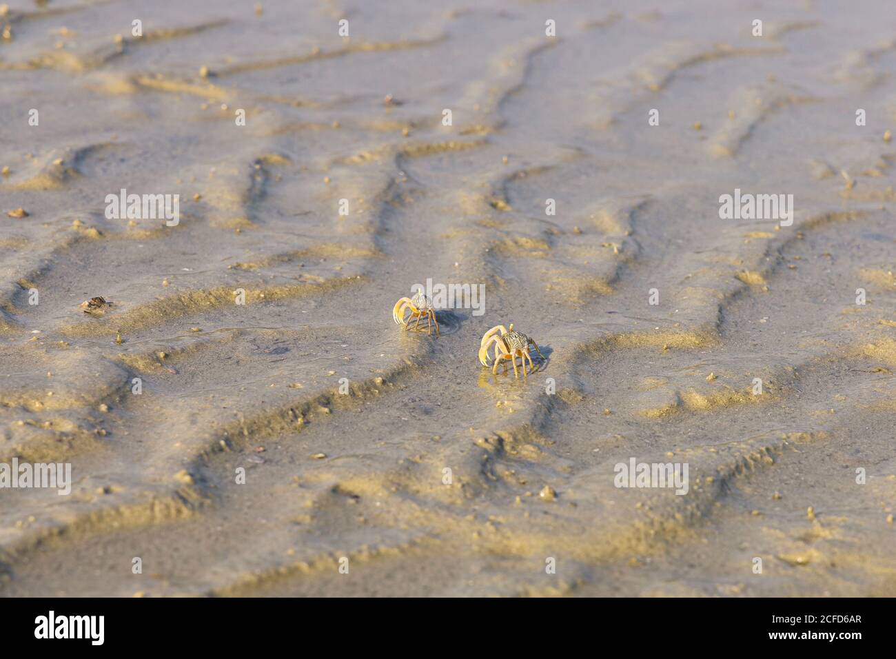 2 granchi a bassa marea nella baia di Buffalo, Koh Phayam. Thailandia Foto Stock