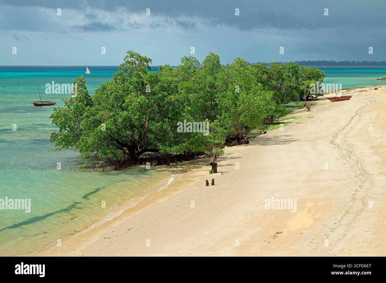 Alberi di mangrovie e spiaggia di sabbia sulla costa tropicale di Isola di Zanzibar Foto Stock
