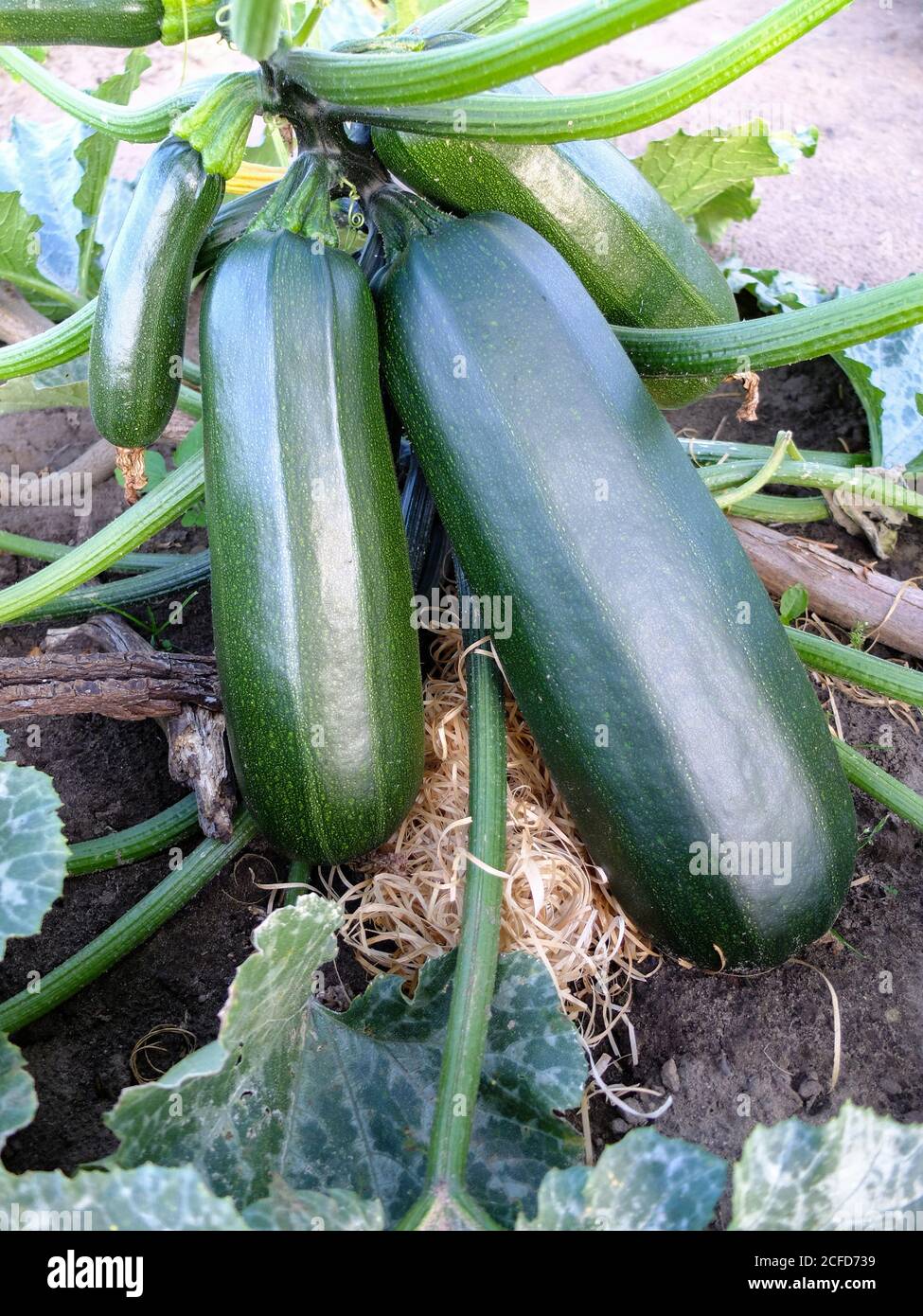 La zucchina si trova sulla lana di legno come base, come protezione contro la marchiatura Foto Stock