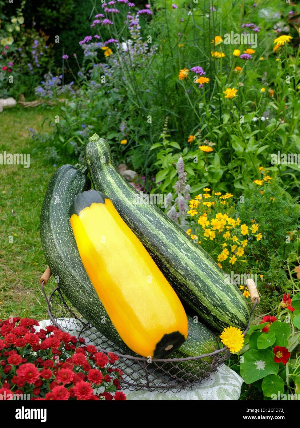 Raccolta di zucchine in un cesto - a strisce 'Coucouzelle', bicolore giallo-verde 'Zephyr' Foto Stock