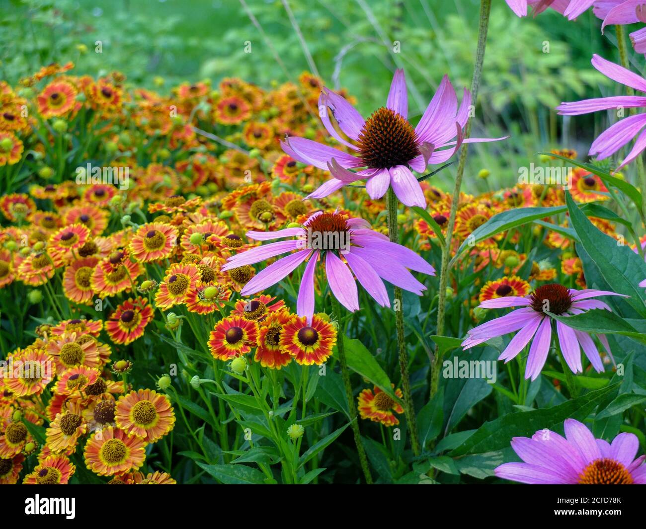 Confine perenne con un falso cappello da sole (Echinacea purpurea) E una sposa di sole (Helenium) Foto Stock